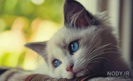 عکس گربه فانتزی برای پروفایل