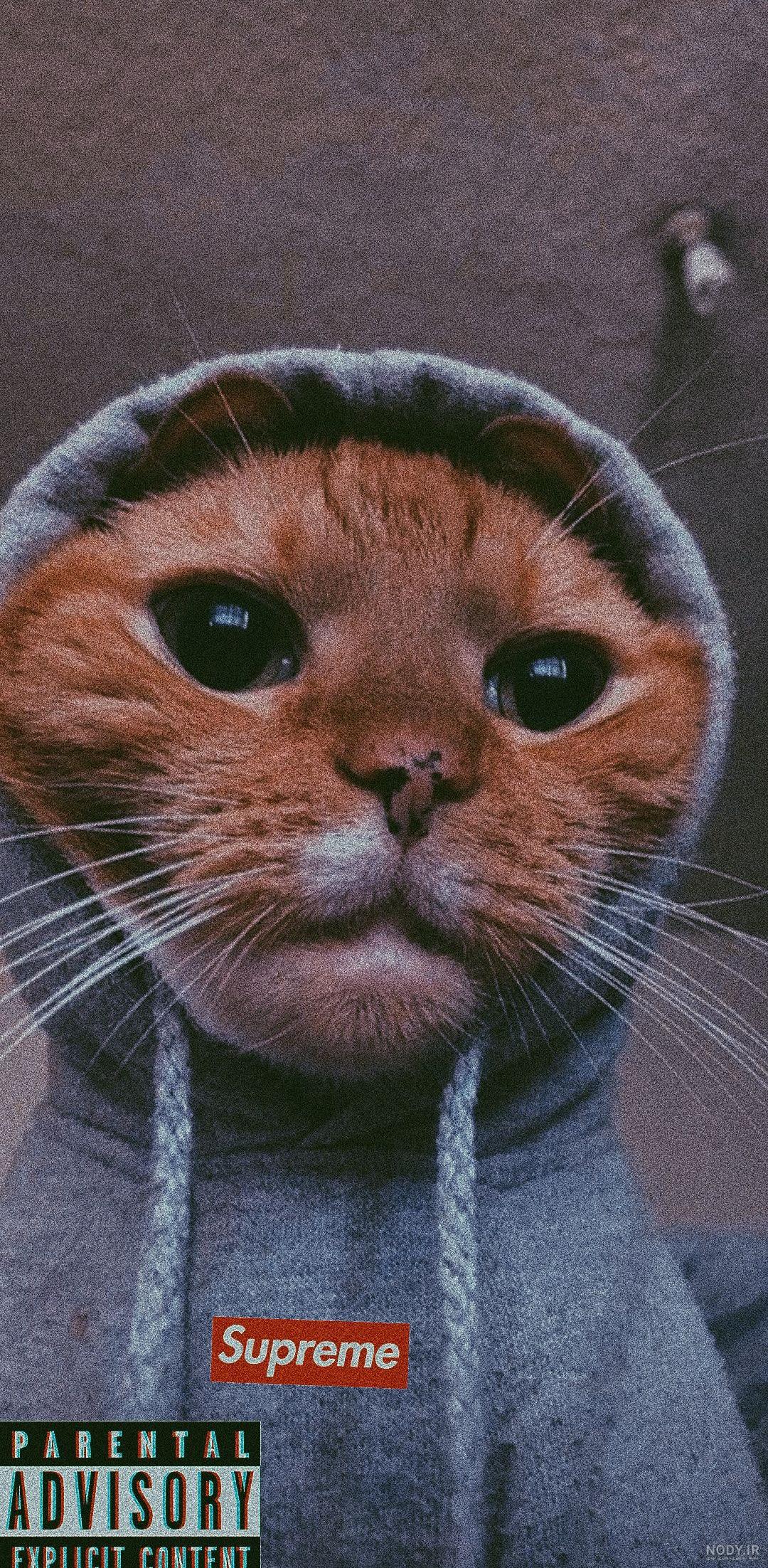 عکس گربه نقاشی
