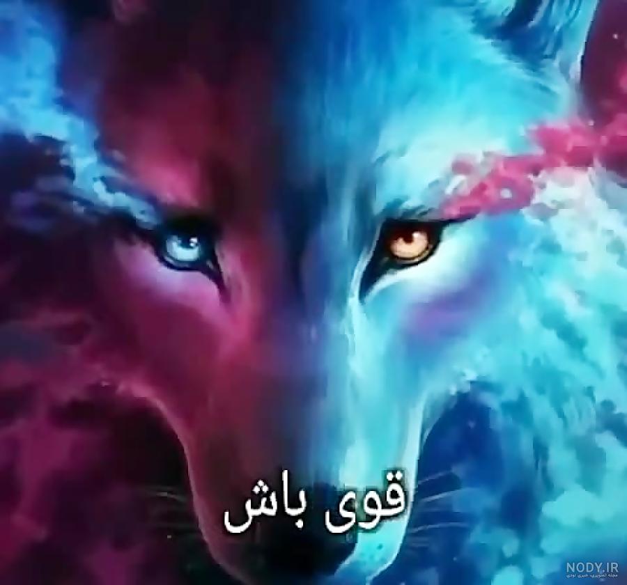 عکس گرگ سیاه و سفید عکس گرگ سیاه و سفید
