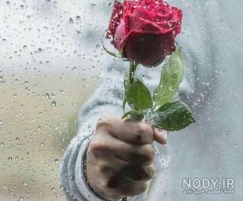 عکس گل رز عکس گل رز