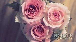 عکس گل رز زرد عکس گل رز زرد