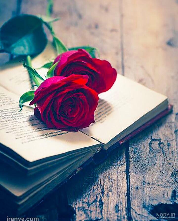 عکس گل رز سفید هلندی عکس گل رز سفید هلندی