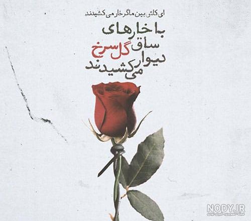 عکس گل رز سفید و قرمز عکس گل رز سفید و قرمز