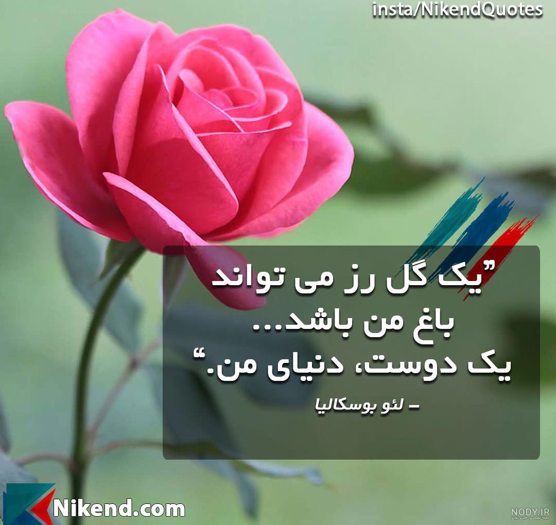 عکس گل رز قرمز طبیعی عکس گل رز قرمز طبیعی