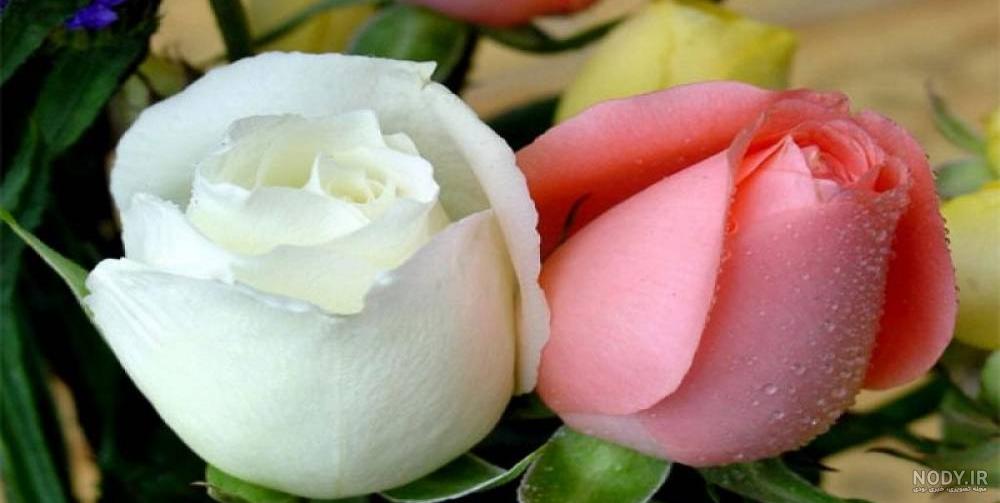 عکس گل سرخ محمدی