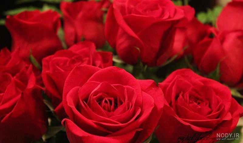 عکس گل محمدی آبی