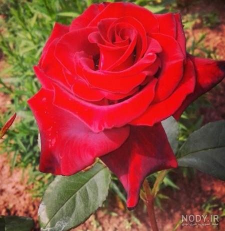 عکس گل محمدی زرد