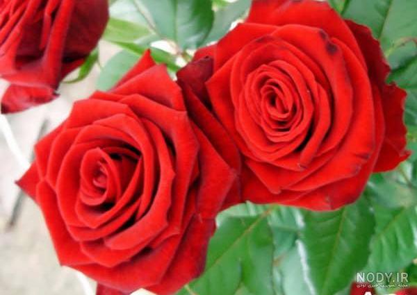 عکس گل محمدی زرد