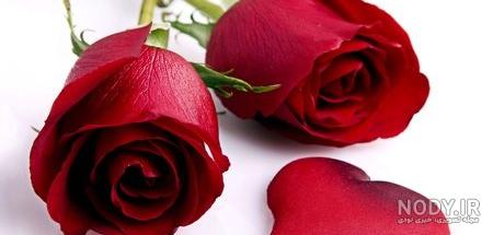 عکس گل محمدی طبیعی