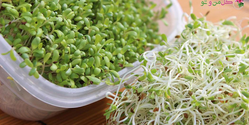 قرص یونجه