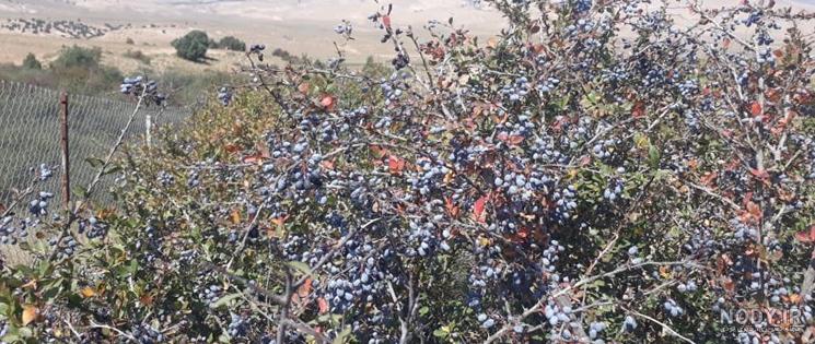 قیمت زرشک فله