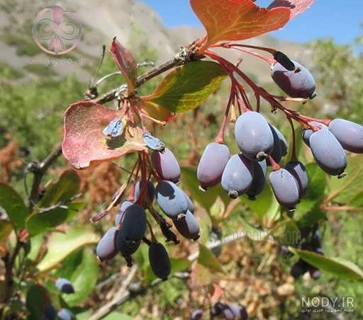 قیمت زرشک کوهی
