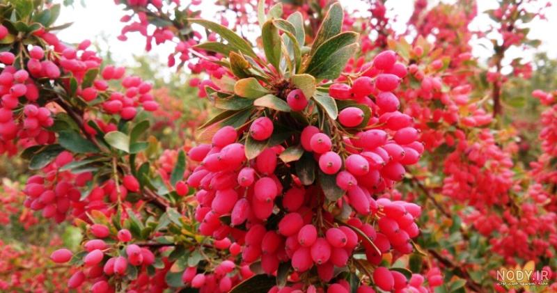 قیمت زرشک کوهی