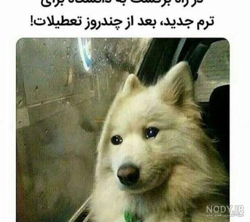 لباس روباه قرمز لباس روباه قرمز