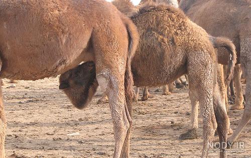 مدت زمان بارداری اسب چند ماه است