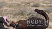 مراحل زایمان اسب