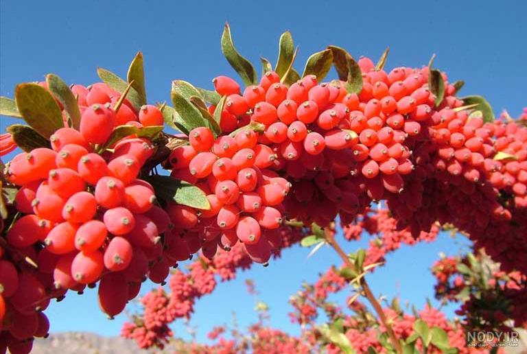 مضرات زرشک کوهی