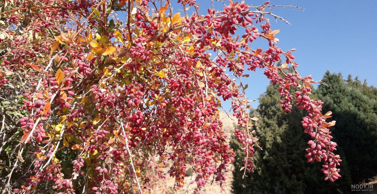 نام دیگر زرشک کوهی