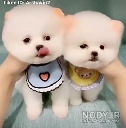 نژاد سگ انگلیسی نژاد سگ انگلیسی