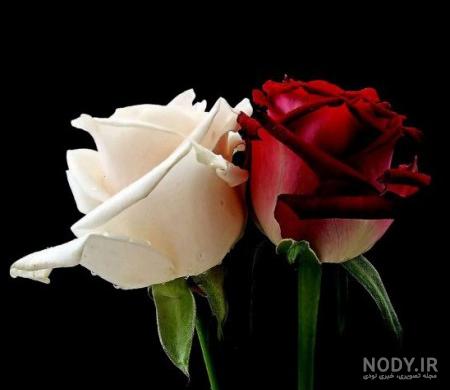 یه عکس زیبا برای پروفایلم