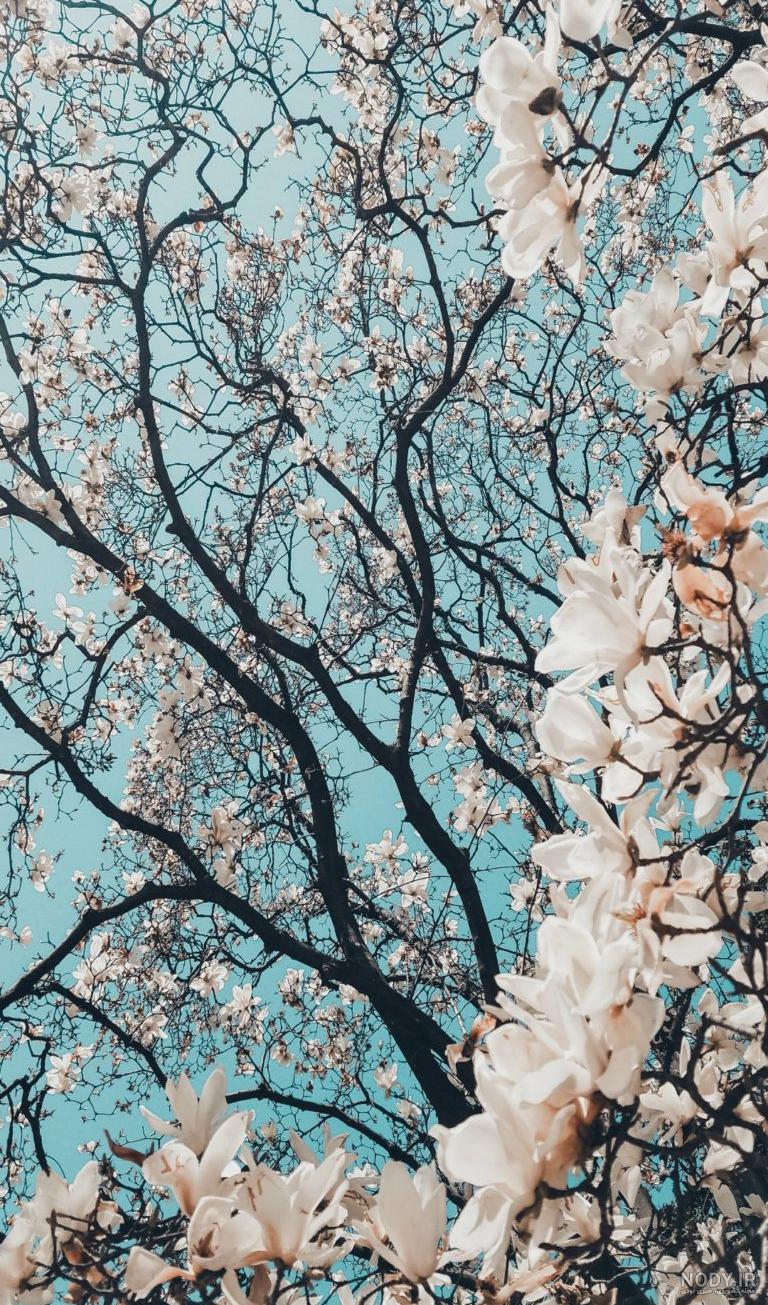 تصویر زمینه قرمز دخترانه تصویر زمینه قرمز دخترانه