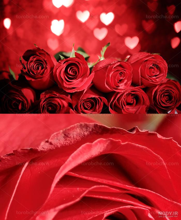 دانلود عکس گل رز قرمز عاشقانه