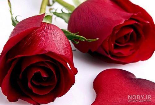 عکس گل رز قرمز عاشقانه جدید