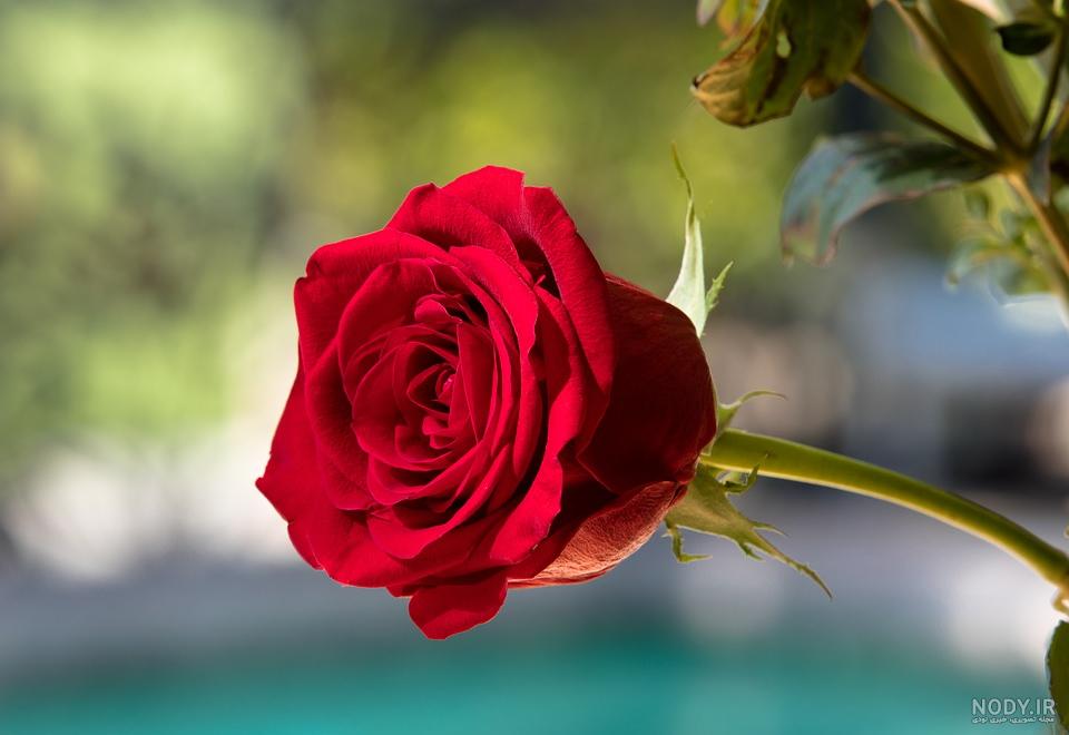 عکس گل رز قرمز عاشقانه طبیعی