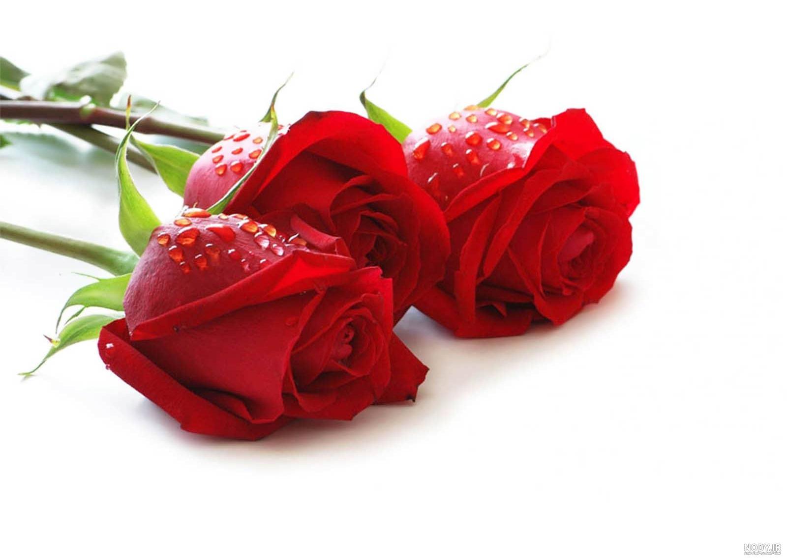 عکس گل رز قرمز مخملی برای پروفایل