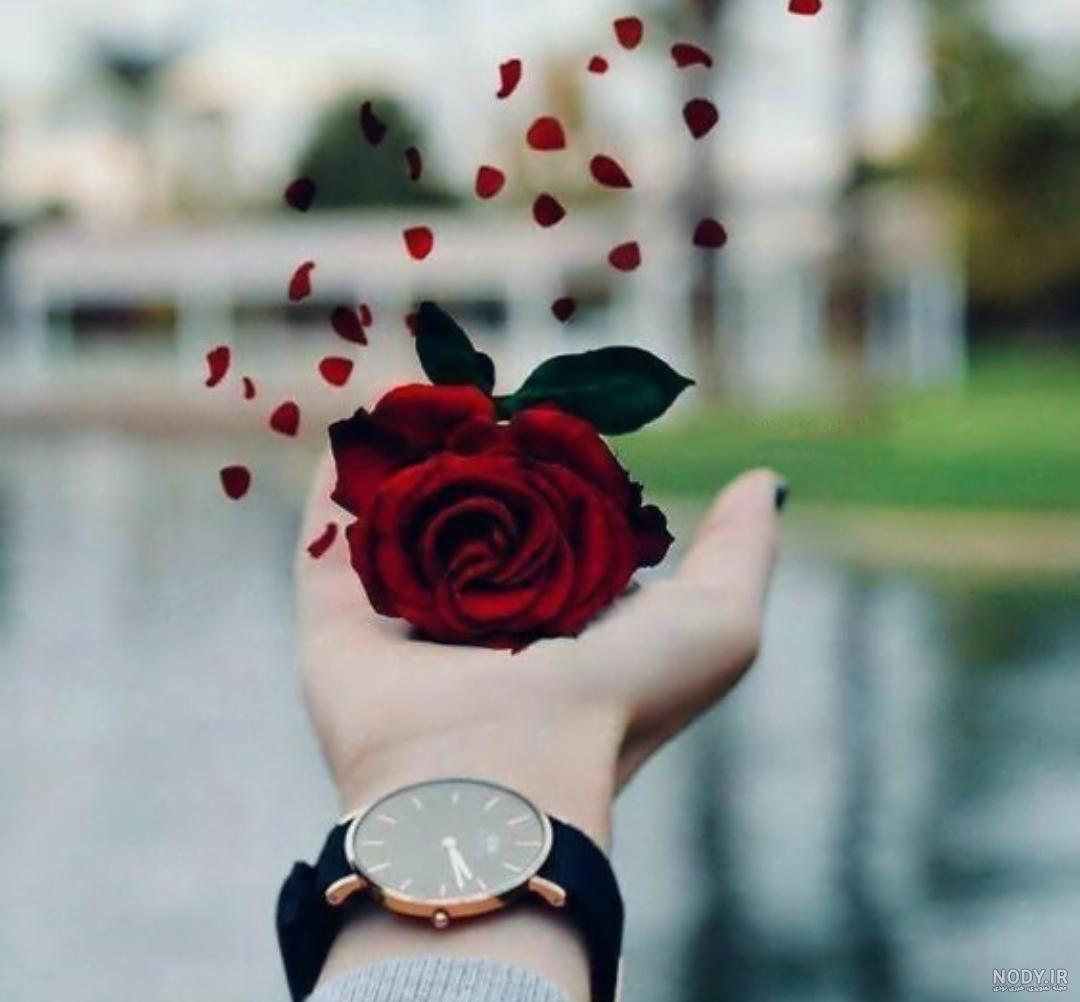 عکسهای گل رز قرمز عاشقانه
