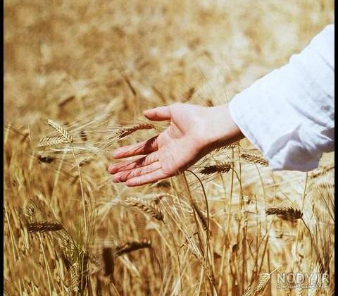 ژست عکاسی در مزرعه گندم