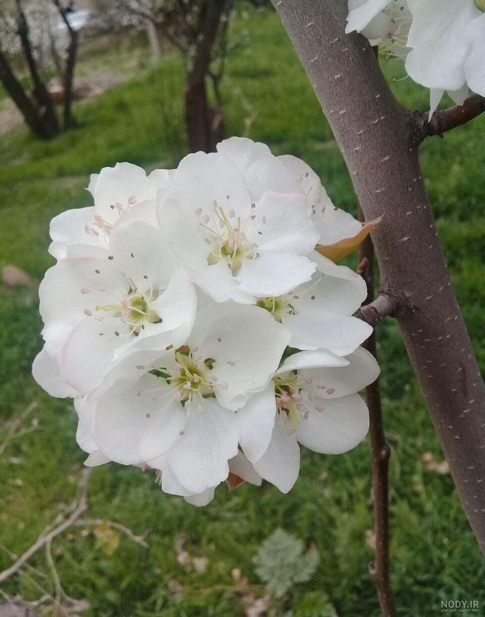 عکس طبیعت در فصل بهار - عکس نودی