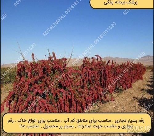 ارتفاع درخت زرشک