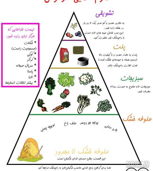 اسم انواع خرگوش