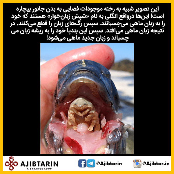 امان از شپش نی نی سایت امان از شپش نی نی سایت