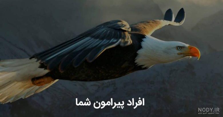 انواع عقاب های ایران انواع عقاب های ایران