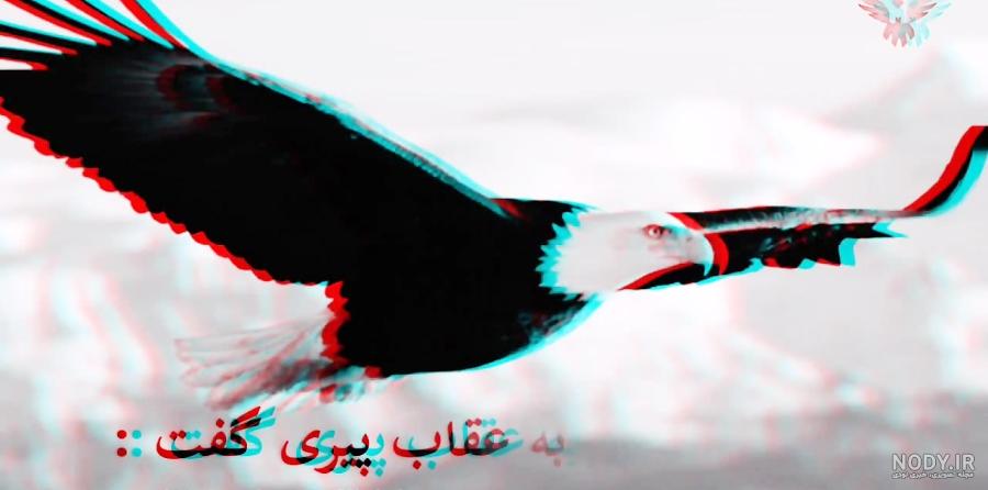 بزرگترین عقاب هارپی بزرگترین عقاب هارپی
