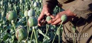 تاریخ کاشت گندم در خوزستان تاریخ کاشت گندم در خوزستان