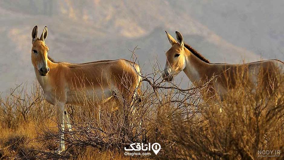 جاهای دیدنی نی ریز جاهای دیدنی نی ریز