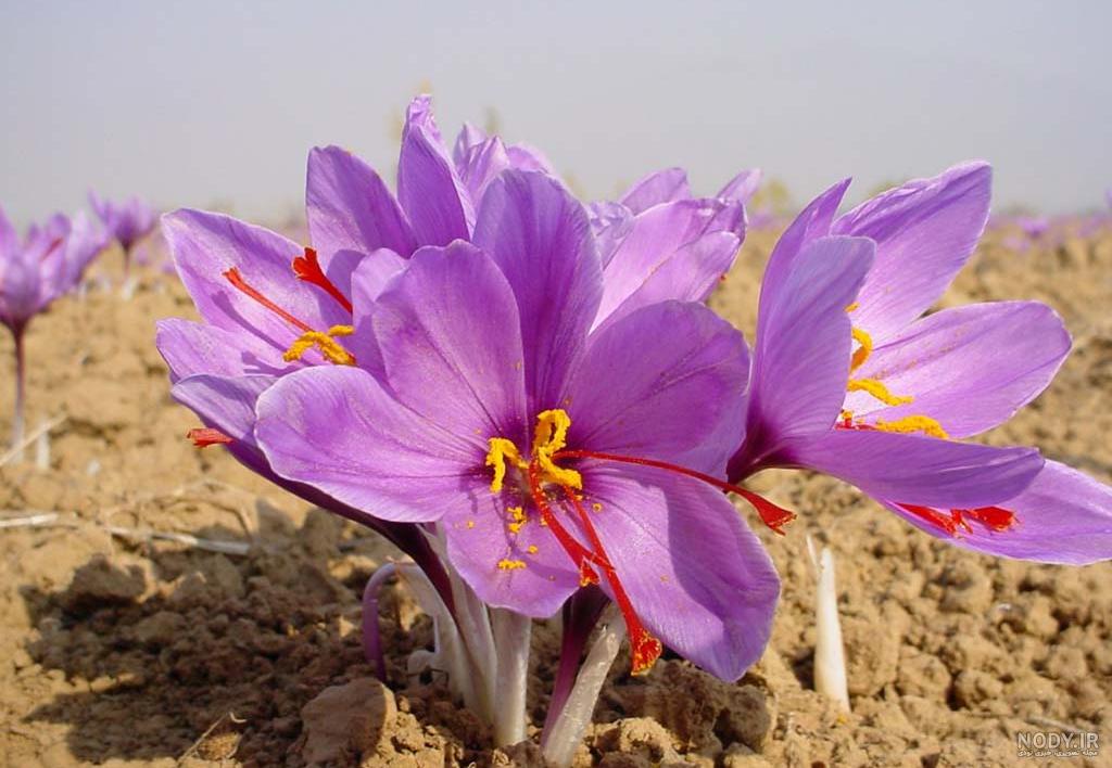 خاصیت زعفران