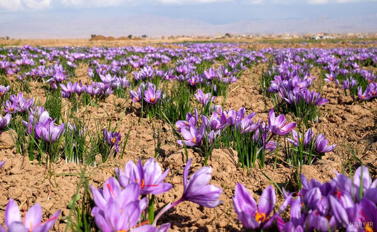 خواص گل زعفران