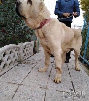سگ غول پیکر روسیه سگ غول پیکر روسیه