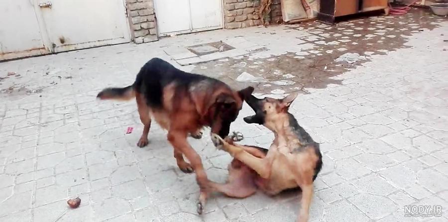 سگ ژرمن شولاین بلک