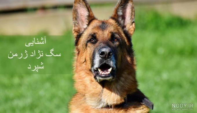 سگ ژرمن ورک