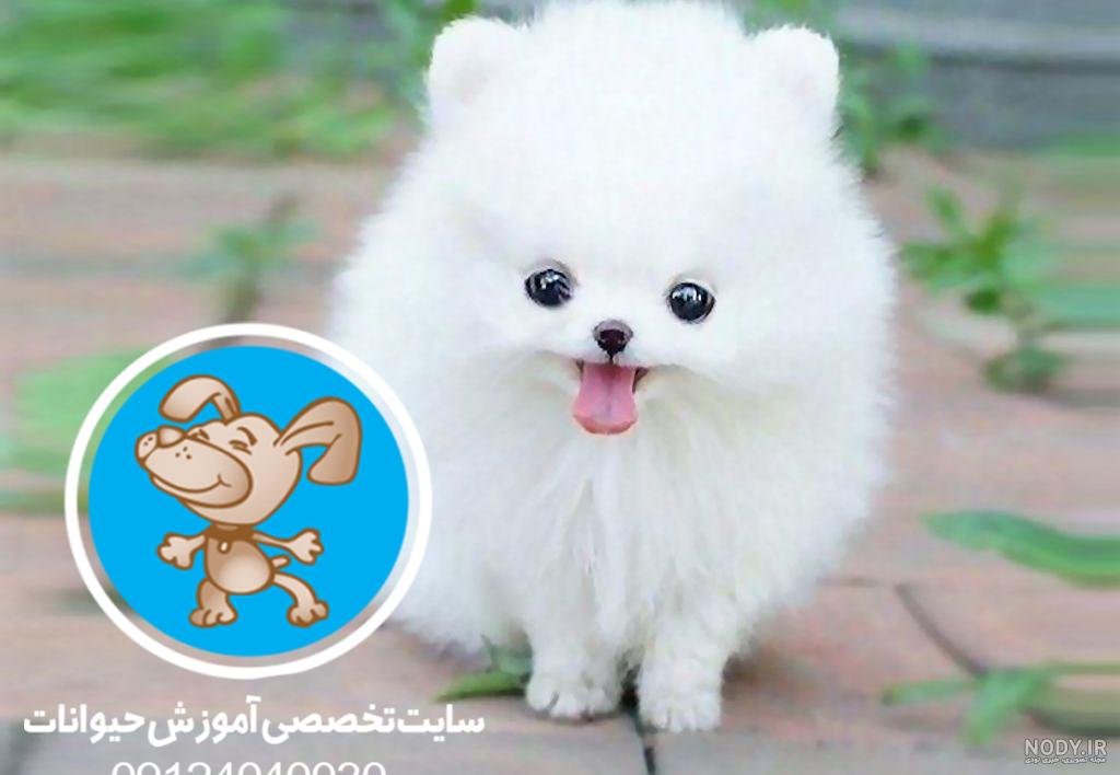 سگهای عروسکی گونه نماینده
