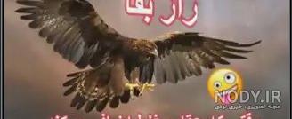 شعر در مورد عقاب شعر در مورد عقاب