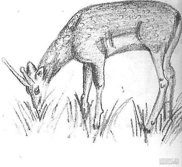 طراحی آهو ساده