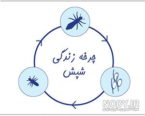 طول عمر شپش سر طول عمر شپش سر