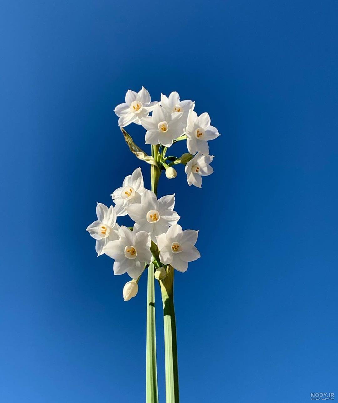 عکس جدید گل نرگس