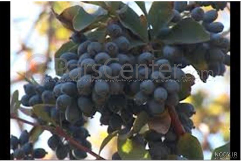عکس درخت زرشک کوهی